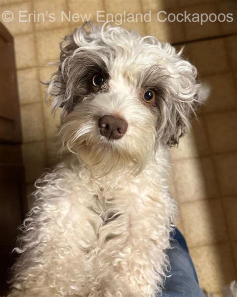 Image result for Cockapoo Adult Dogs