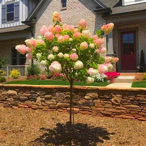 Image result for Lollipop Hydrangea Tree