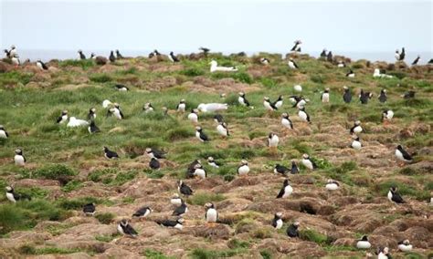 The Elliston Puffin Site - 2021 What to Know Before You Go (with Photos ...