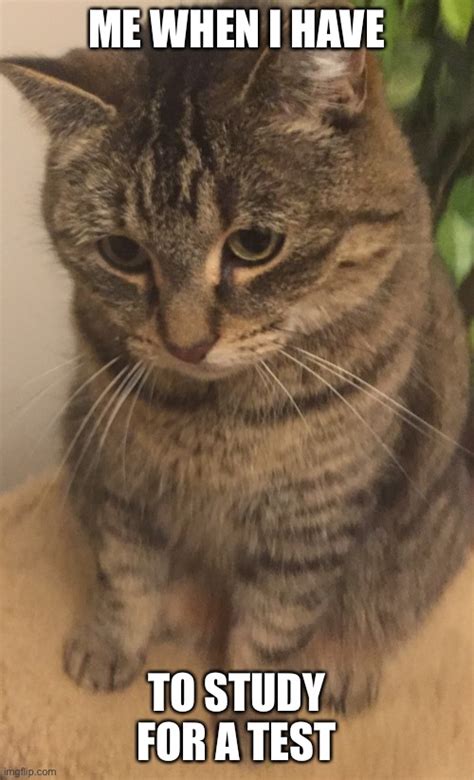 The Confused cat - Imgflip