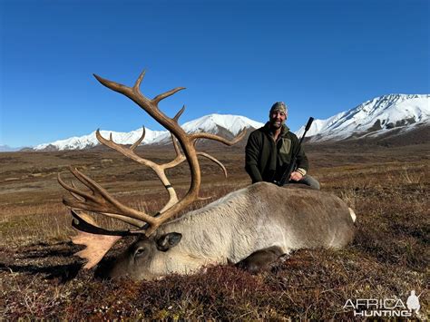 Caribou Hunt Alaska | AfricaHunting.com