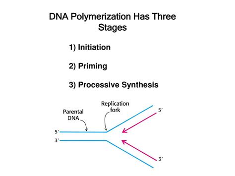 Image result for DNA Polymerization
