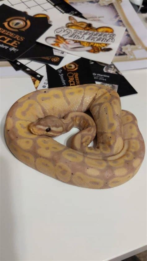 11 US Ball Python Breeders You Can Trust (Online & in-Store)