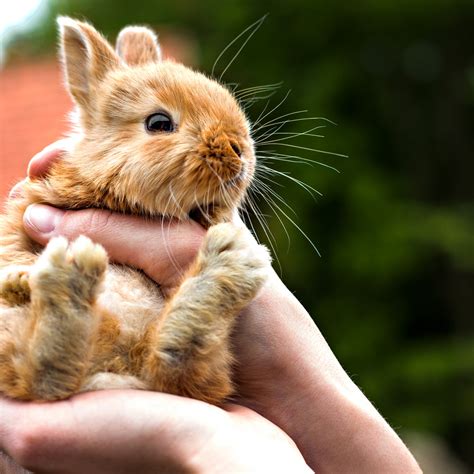 Do Rabbits Make Good Pets? | Andy by Anderson Hay Blog