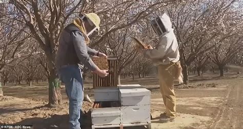 California thieves steal 96 bee hives worth $34,000 from farm | Daily ...