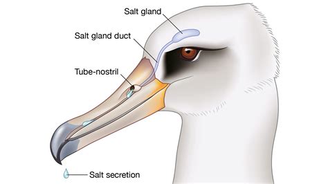 Why Can Some Birds Drink Salty Seawater? | Living Bird | All About Birds