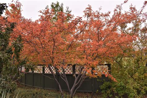 Autumn Brilliance Serviceberry