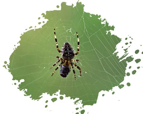 Spider Web Removal 的图像结果