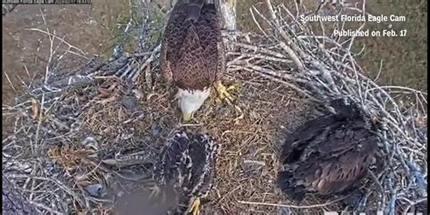 Beloved Harriet the bald eagle missing after nest attack