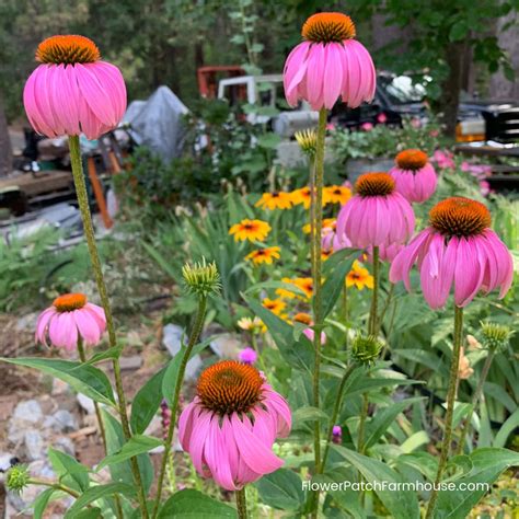 3 Easy Ways to Grow Echinacea from Seeds - Coneflowers - Flower Patch ...