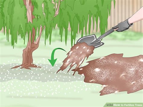 Image result for How Do You Fertilize a Tree