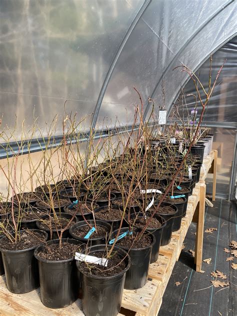 How To Plant Bare Root Dormant Blueberries - Bright Lane Gardens