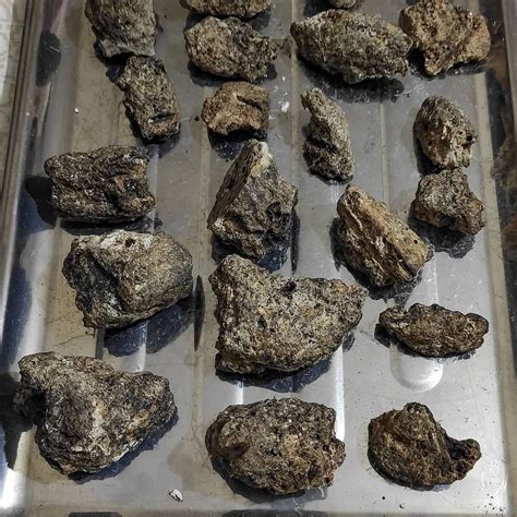 What Is Ambergris? Why 'Whale Vomit' Is Used In Luxury Perfumes