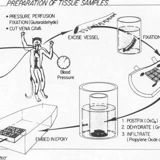 Image result for Mutilate Tissue Sample