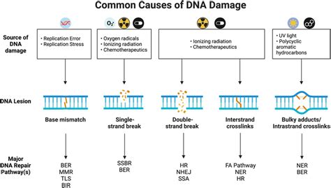 Image result for DNA Problem