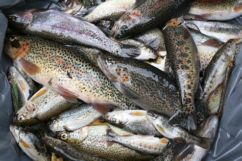 Mill Creek Cutthroat Restoration Project Complete - Trout Unlimited