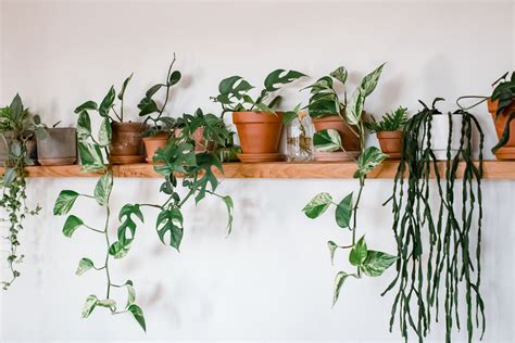 17 Most Popular Houseplants