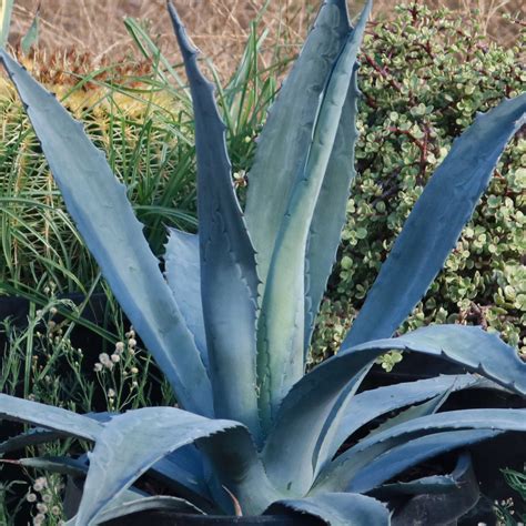 Shop 'Century Plant - Agave Americana' Care and Growing Guide | Planet Desert