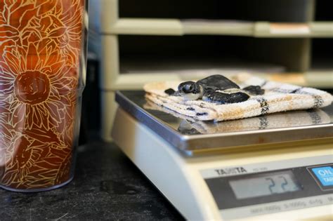 Debunking six of Trump's climate science claims in 2024 campaign