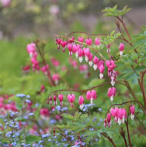 A Complete Guide to Growing Bleeding Heart Flowers | by AshleyScott ...