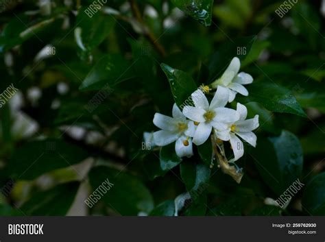 Philippine National Flower Sampaguita | Best Flower Site
