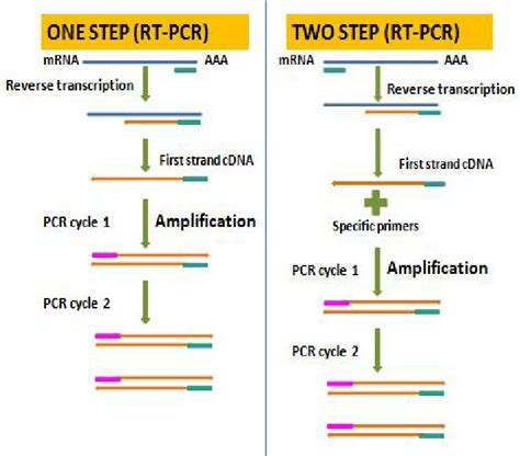 Image result for Two-Step RT-PCR Run