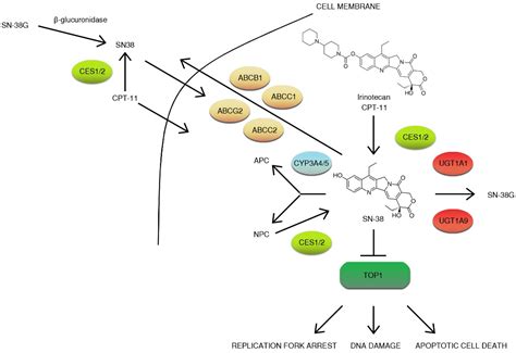 Irinotecan—Still an Important Player in Cancer Chemotherapy: A Comprehensive Overview