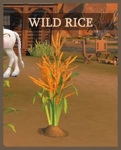 Harvestable Wild Rice Grain – icemunmun