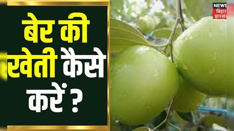 Annadata: बेर की खेती कैसे करें, जानिए किस्में, देखभाल, पैदावार| Apple ...