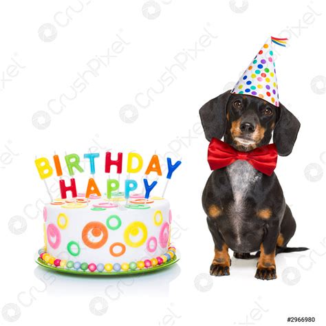 Happy birthday dog - stock photo 2966980 | Crushpixel