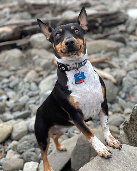 36 Bull Terrier Mixes You'll Want to Bring Home