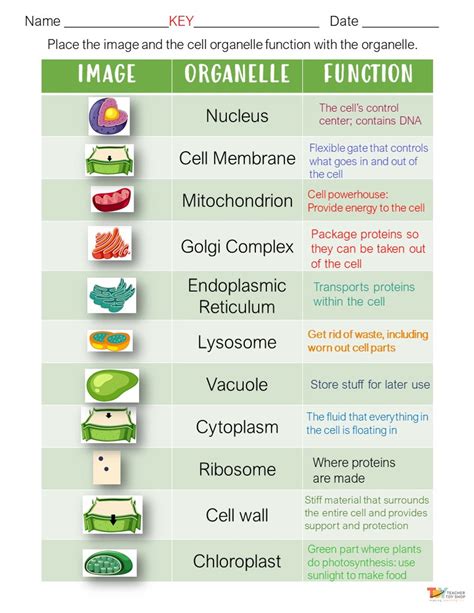 Cell Structure Worksheet PDF 的图像结果