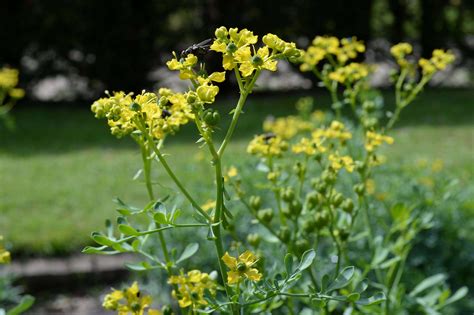 Gardening 101: Rue, Herb of Grace - Gardenista