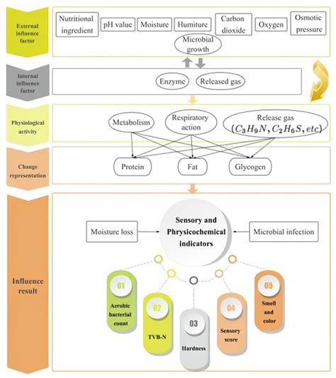 Intelligent Evaluation and Dynamic Prediction of Oysters Freshness with ...
