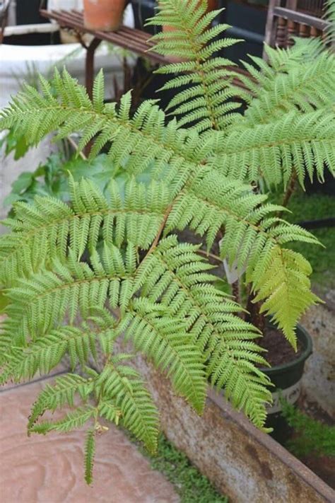 Image result for Fern Types