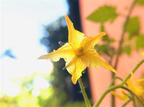 Como diferenciar flor hembra, flor macho o flor hermafrodita de las plantas