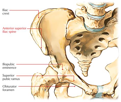 Anterior Superior Iliac Spine Iliac Crest Wikipedia
