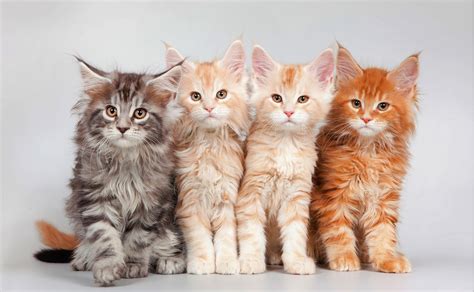 Image result for Alien Cat Transparent Backround