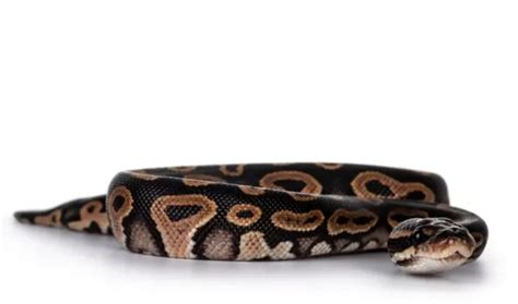Ball Python Cint Reptile 的图像结果