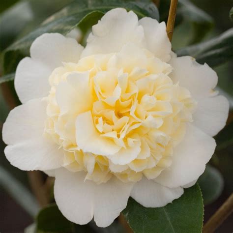 Buy camellia Camellia japonica 'Brushfield's Yellow': Delivery by ...