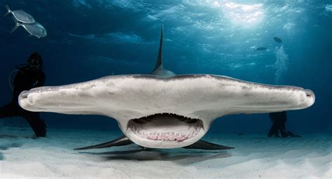 Hammerhead Shark Attacking A Person