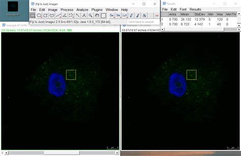 Image result for Measuring Fluorescence Intensity ImageJ