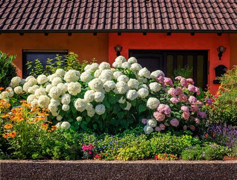 5 Tips for Growing Hydrangeas As Hedges