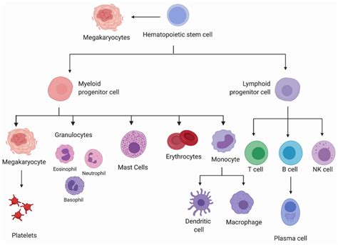 Erythrocyte Definition and Examples - Biology Online Dictionary