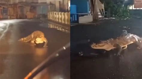 Viral Video: Crocodile Spotted Crawling On Road After Heavy Rainfall ...