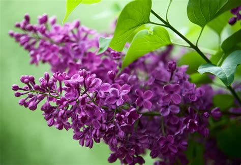 State Flowers of New England | Blog | Weston Nurseries