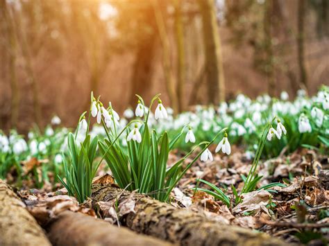 Bing Spring Wallpaper 的图像结果