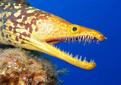 Fangtooth Moray Eel - Fish Laboratory