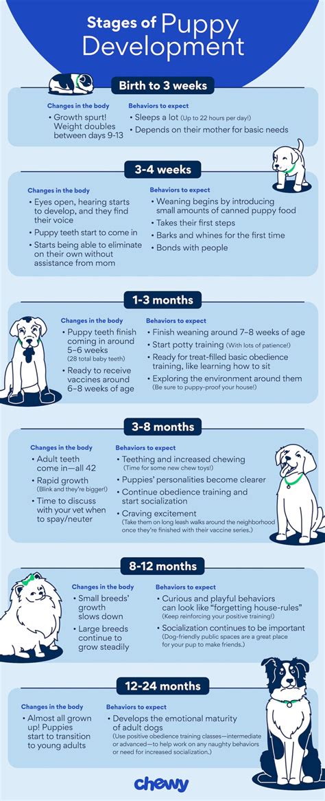 Puppy Stages: What To Expect in Their First Two Years | Chewy