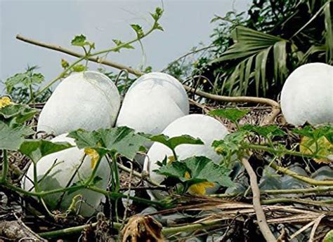 Aywal Ash Gourd (Mithai Petha) Vegetable Seed Price in India - Buy ...